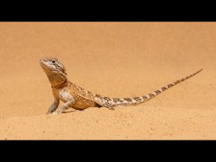 Eileen Jones-Bearded Dragon-Second.jpg